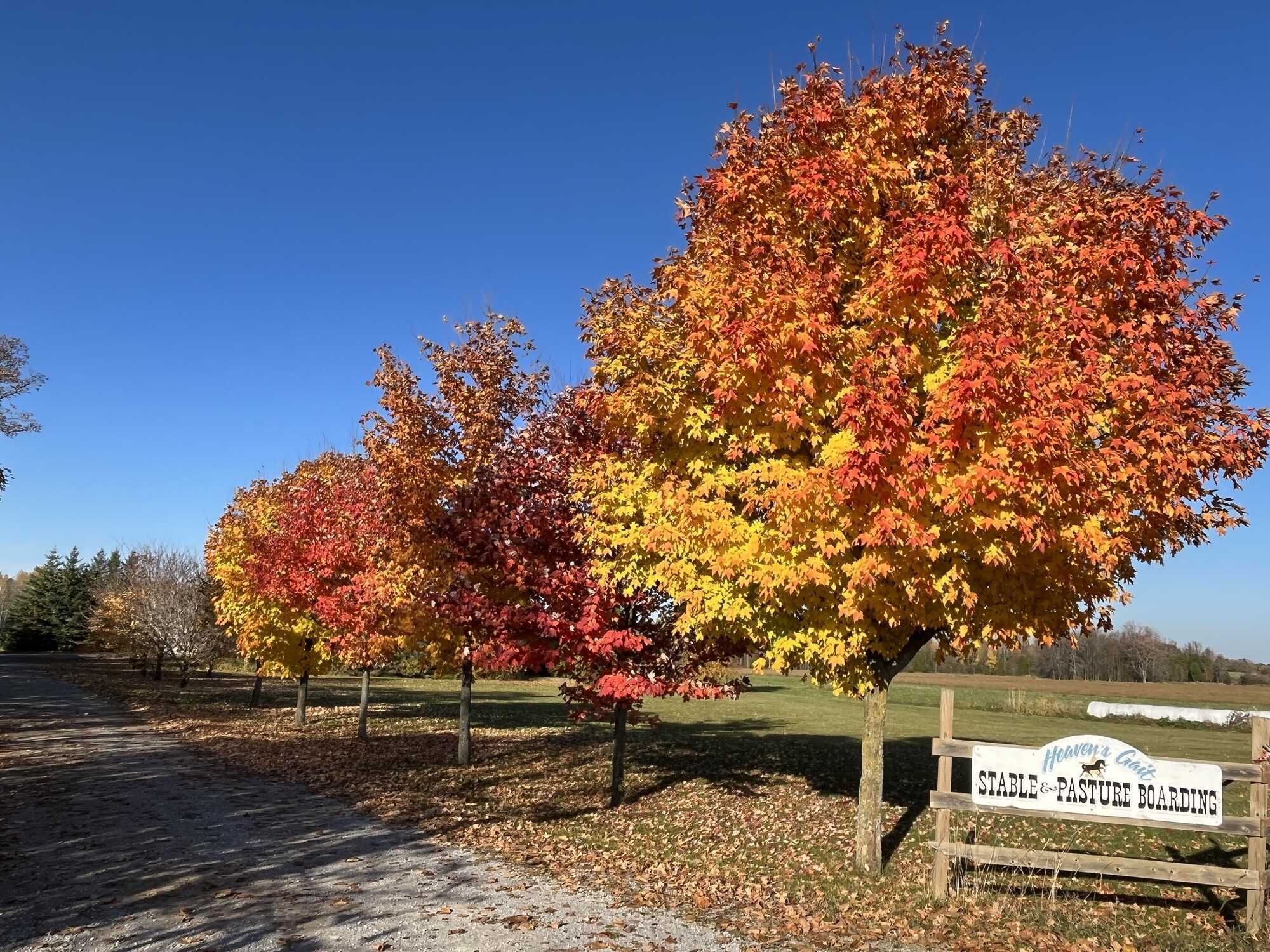 Attention horse lovers! Welcome to "Heavens Gait"; an amazing 133 acre equine facility in beautiful Kawartha Lakes! 2