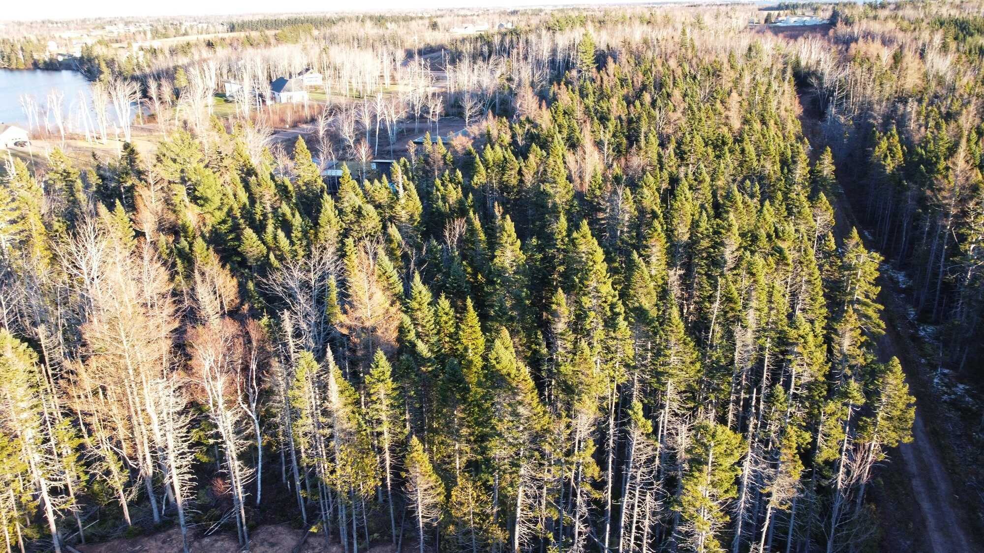 Terrain à Bâtir Boisé de 4,7 Acres à Pokemouche, NB / 4.7-Acre Wooded Building Lot in Pokemouche, NB 3