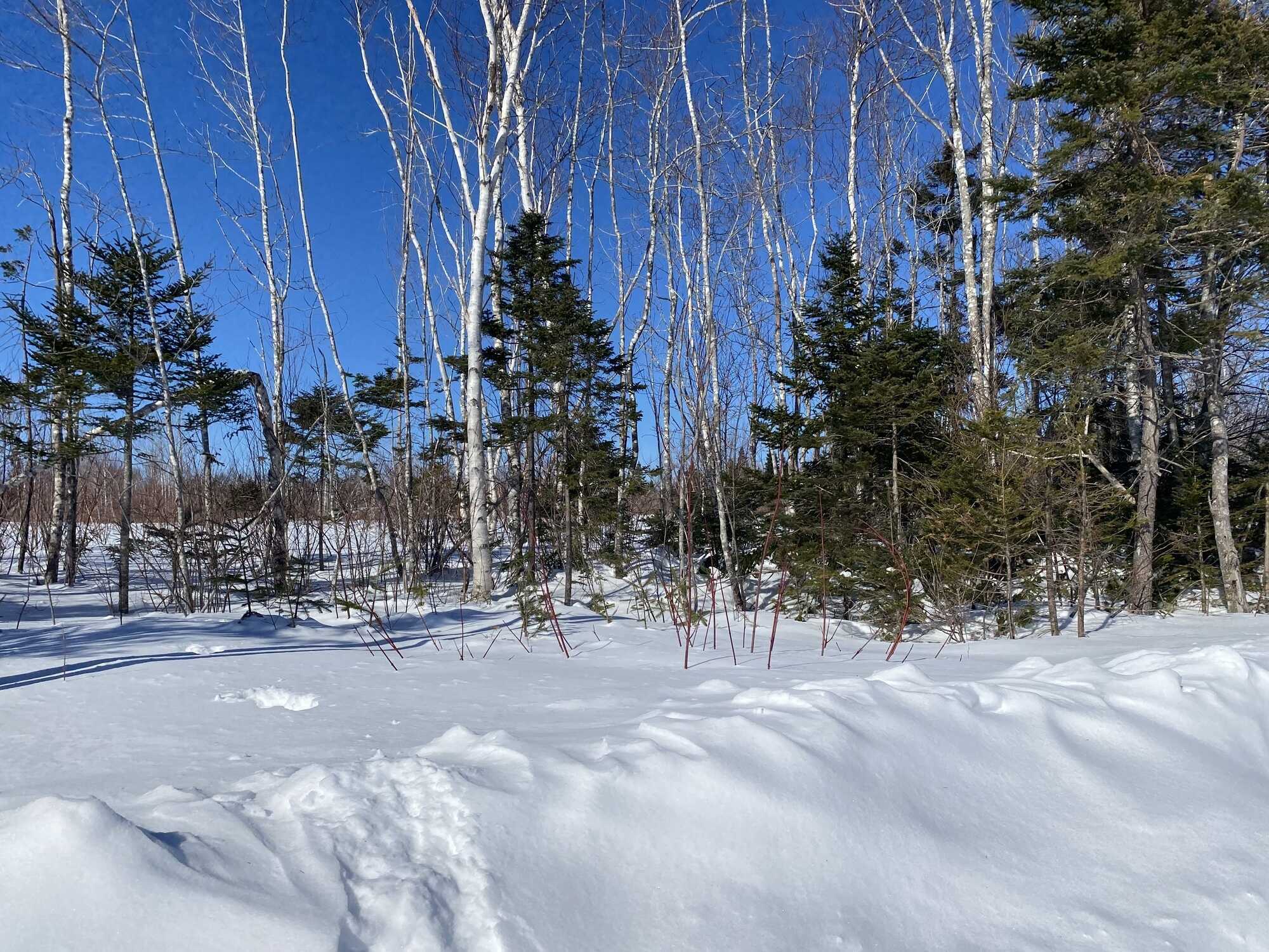 Perfect building lot! Lots of privacy! 4