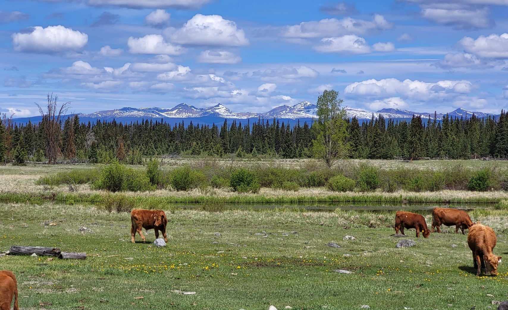 Working Cattle Ranch for Sale 3