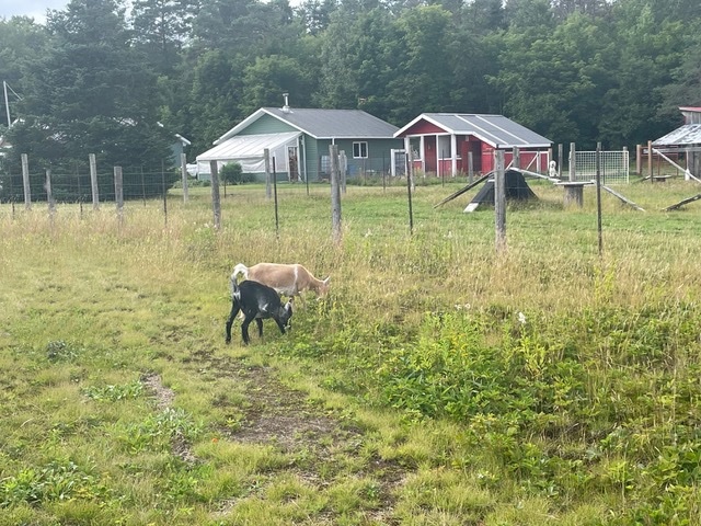 Rare Gem: 20.79 Acre Hobby Farm, fully renovated 1,200 Sq. ft. bungalow, 2 bedrooms, 1 bath, open concept, cathedral ceiling, detached garage, double stall barn with drive shed, chicken coop, C can lean-to, pond & More. 3