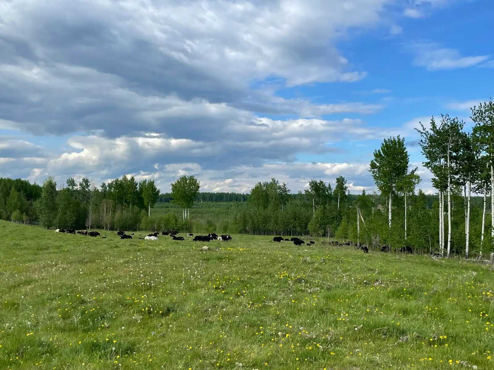 Half section farm or 445 acre farm for available 3