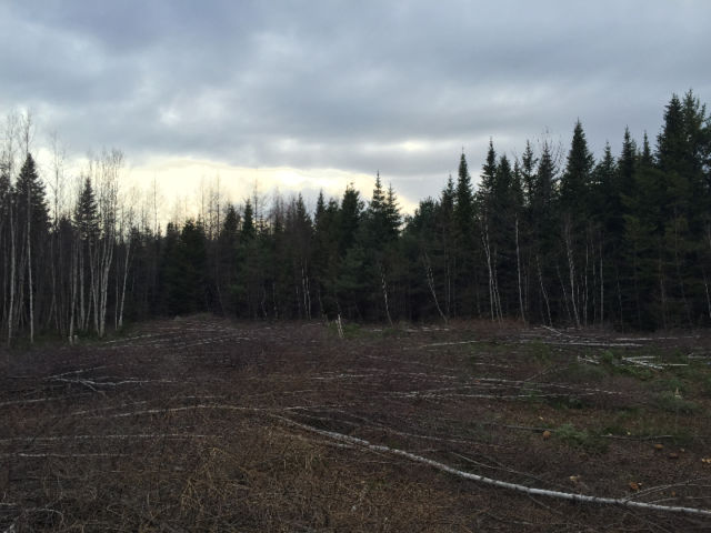 Selling a 1 acre residential building lot on the Parker Rd. ( LOT 85-2 ) 3