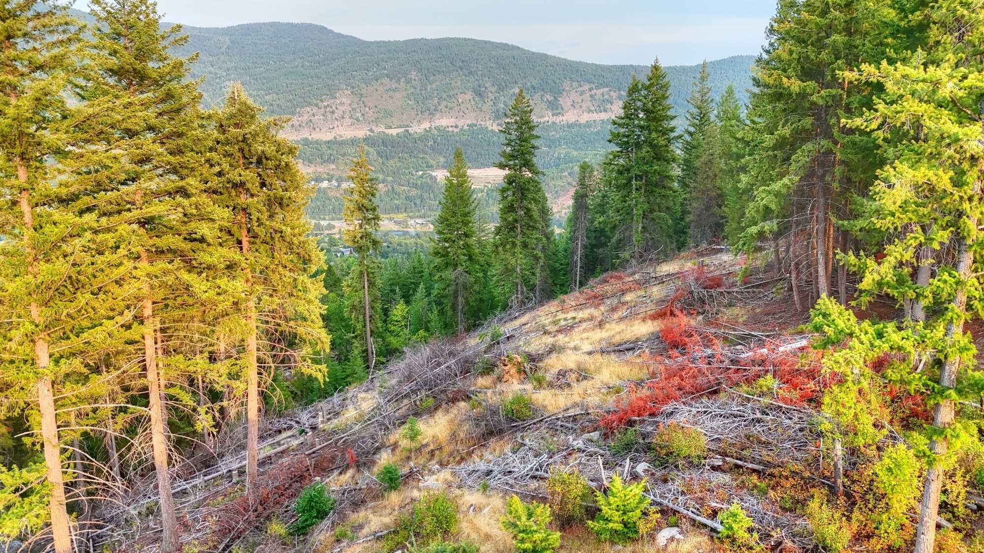 PANORAMIC VIEWS FROM THE MOUNTAIN!!  Own your own mountain!  40 Acres in the heart of Castlegar!  Development potential for Residential, Campground or Tiny Home Community 3