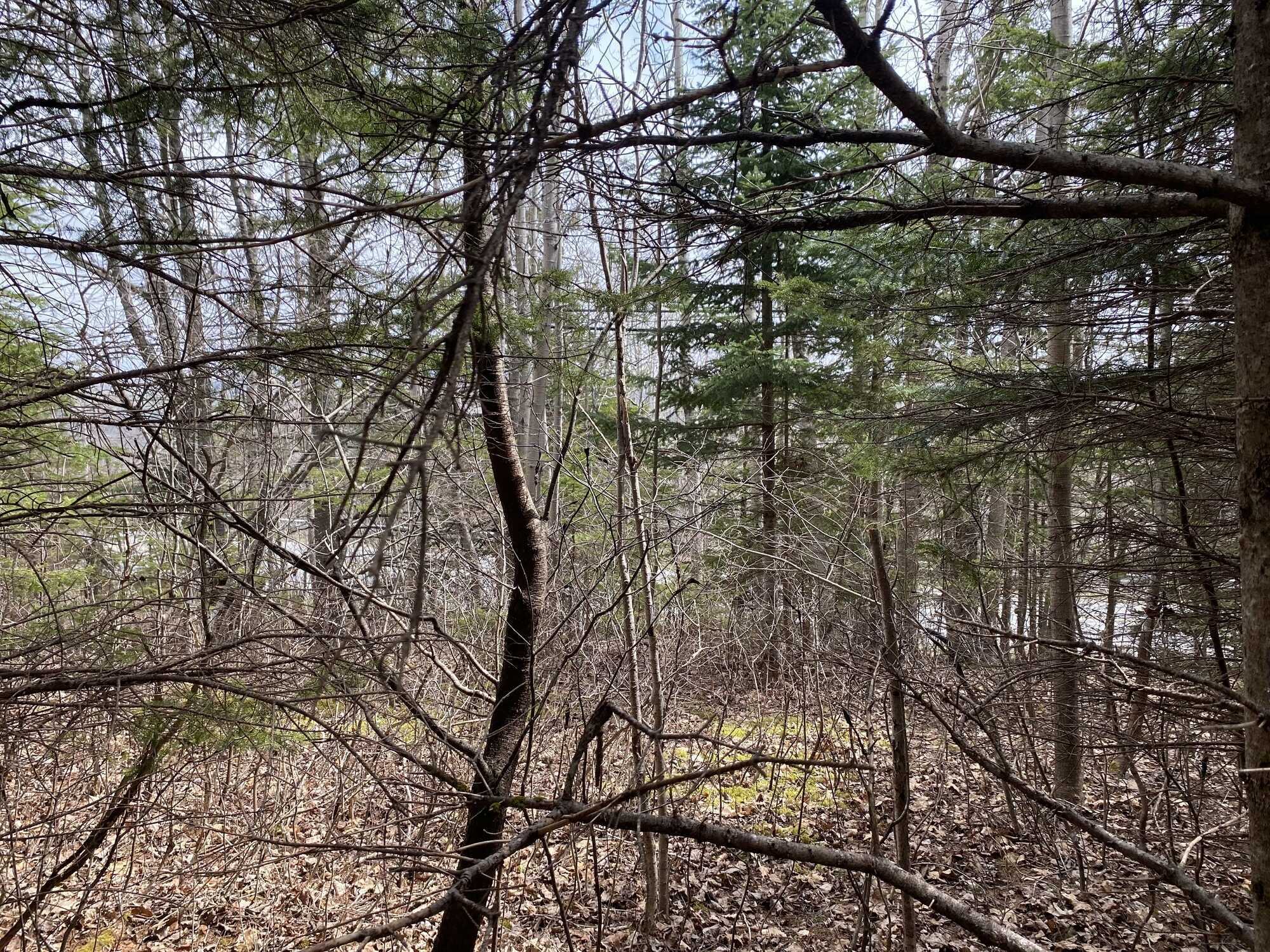 Land in Eureka! Competitive pricing! 3