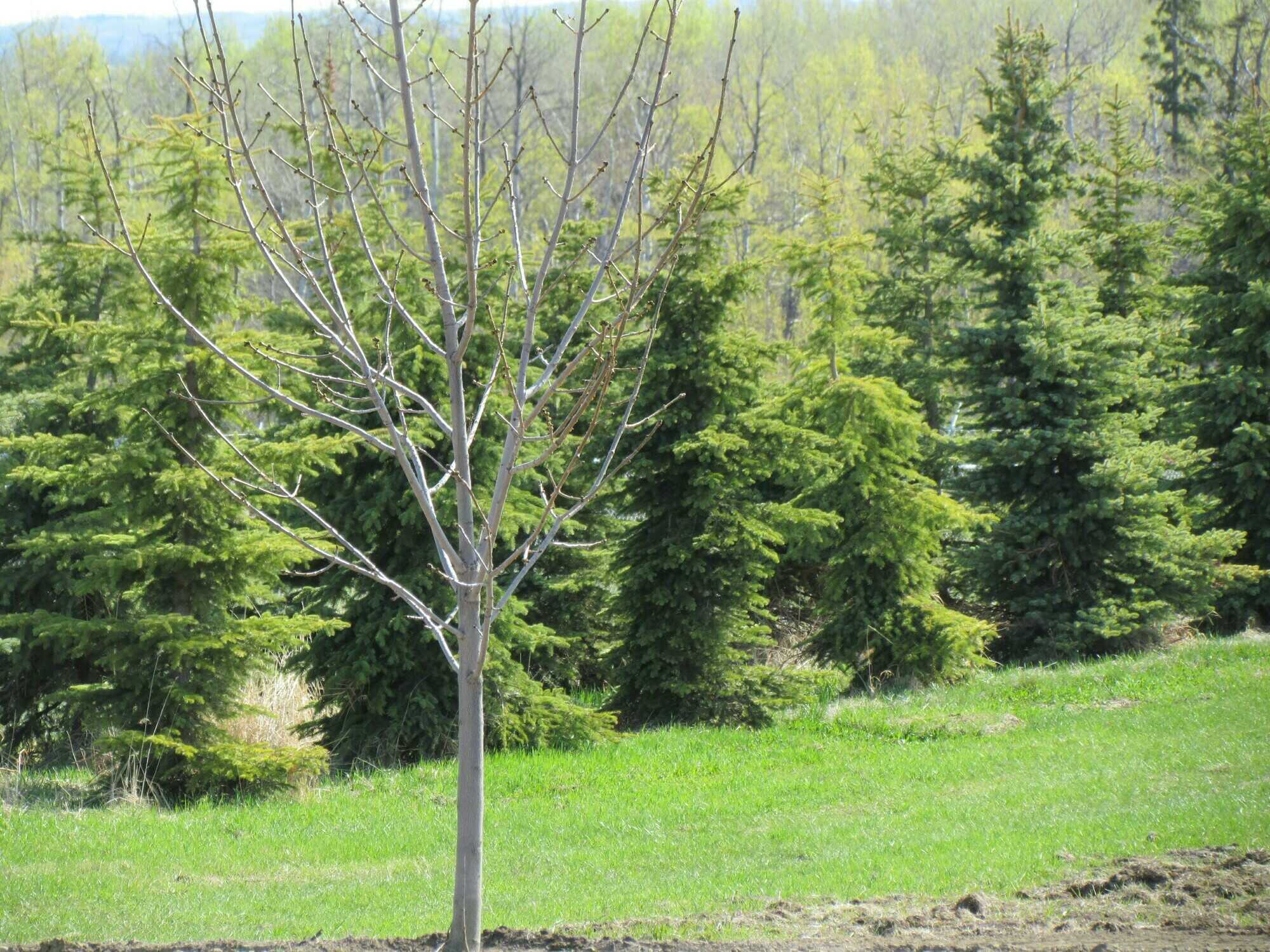 Lot 12 - 2.87 acres 3