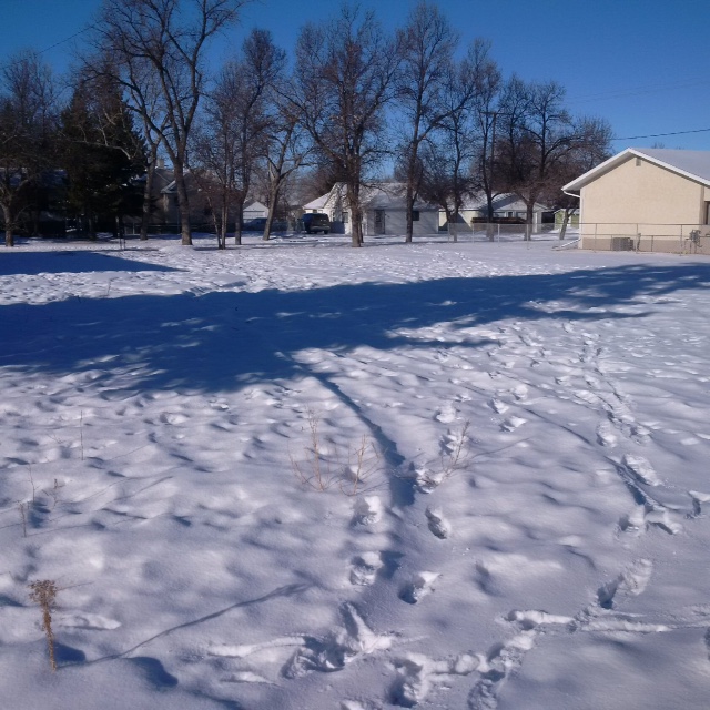 108 Hood Street, Maple Creek 2