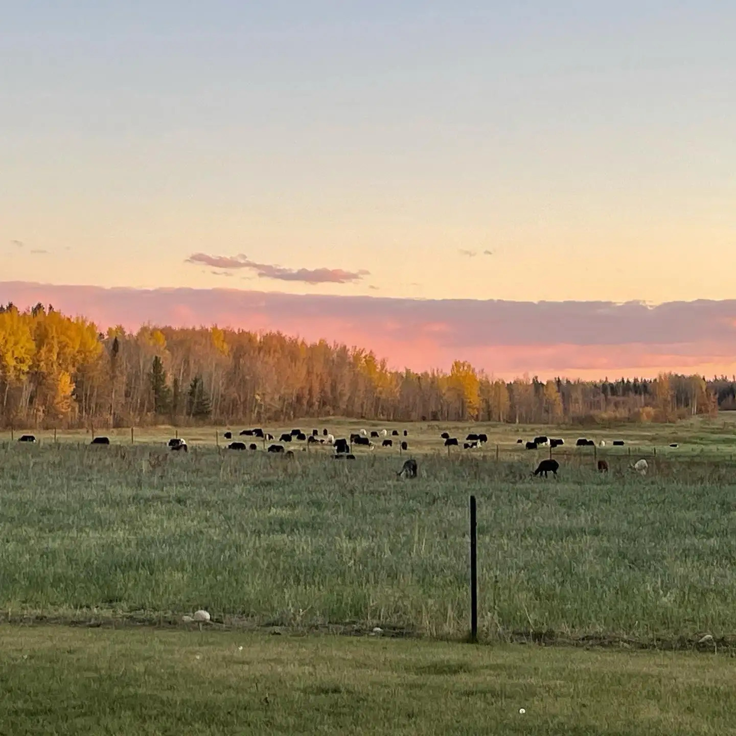 Half section farm or 445 acre farm for available 5