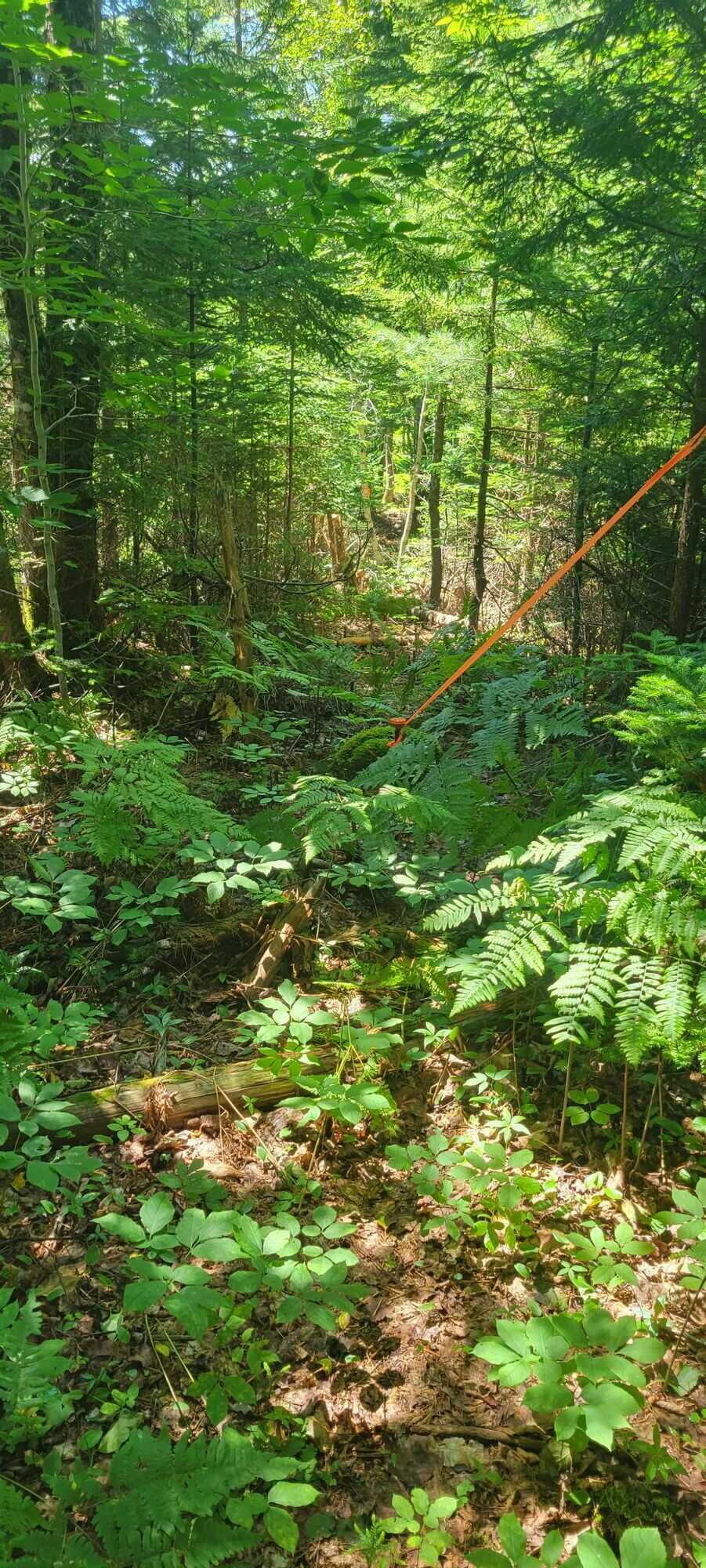 8.9 Acres of Peace and Tranquility in Cottage Country 5