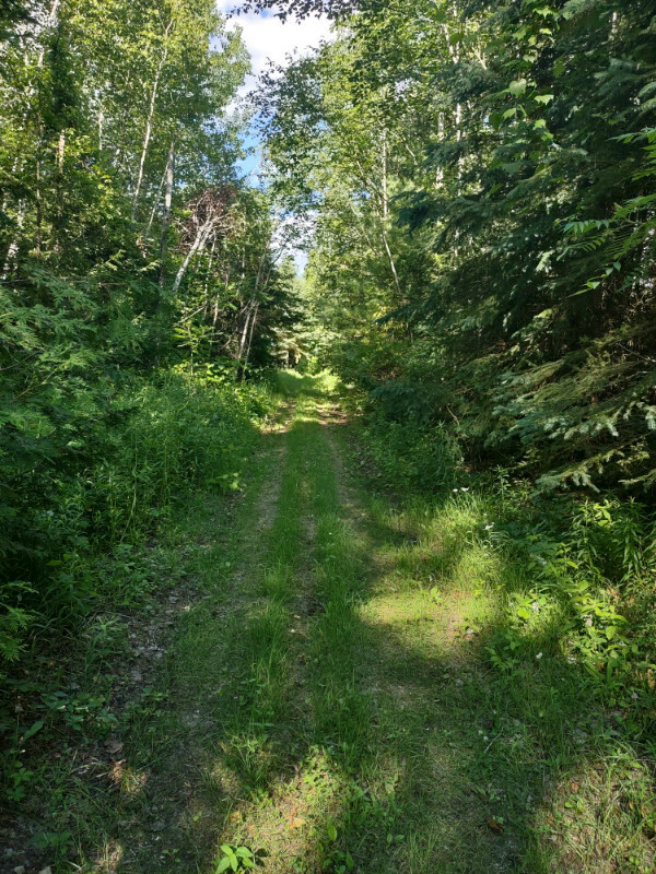 Private 7 acre lot Norwood 4