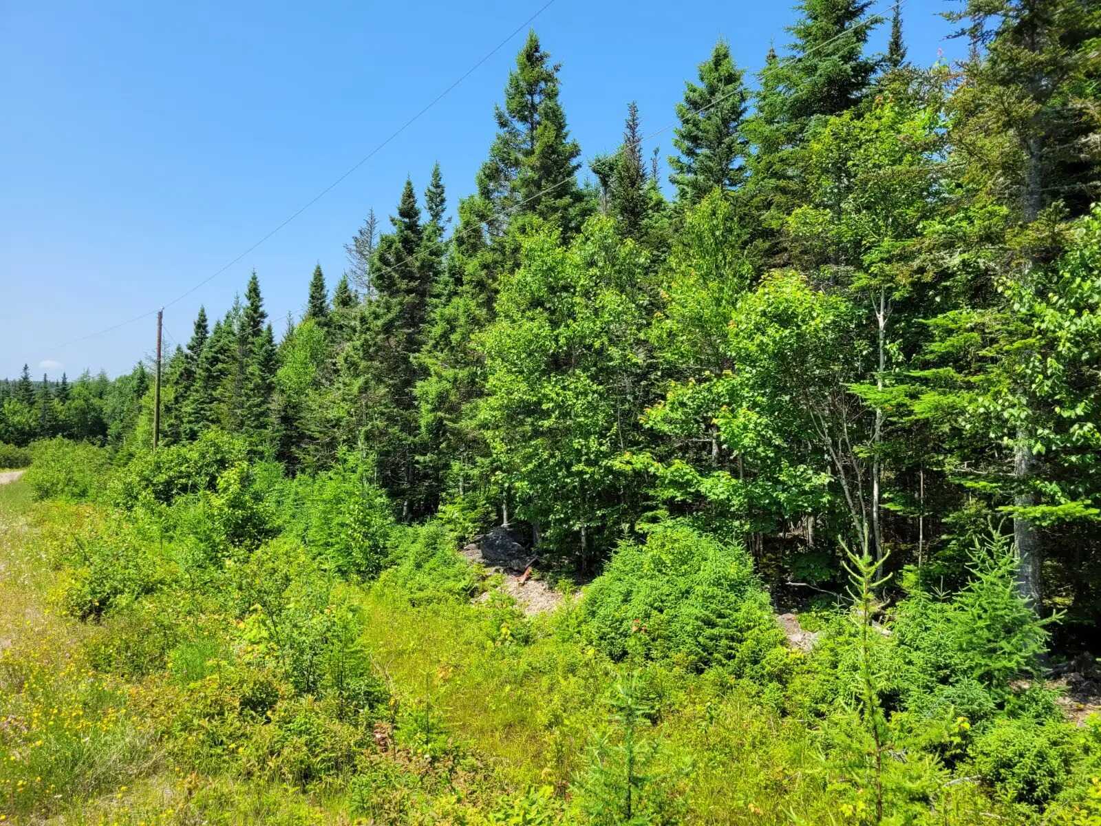 2.5 Acre Building Lot near Evanston 4