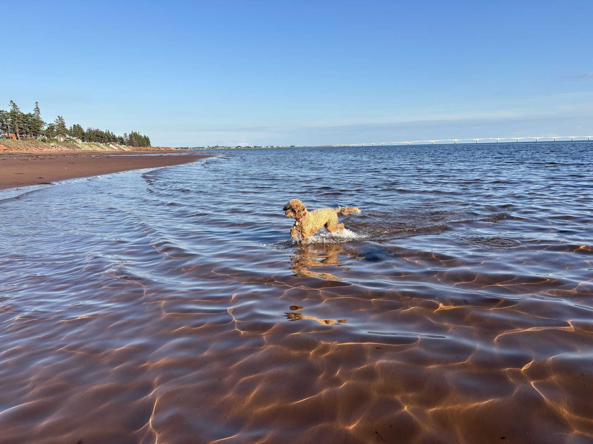 Charming PEI Cottage, Steps from a Private Beach! 4
