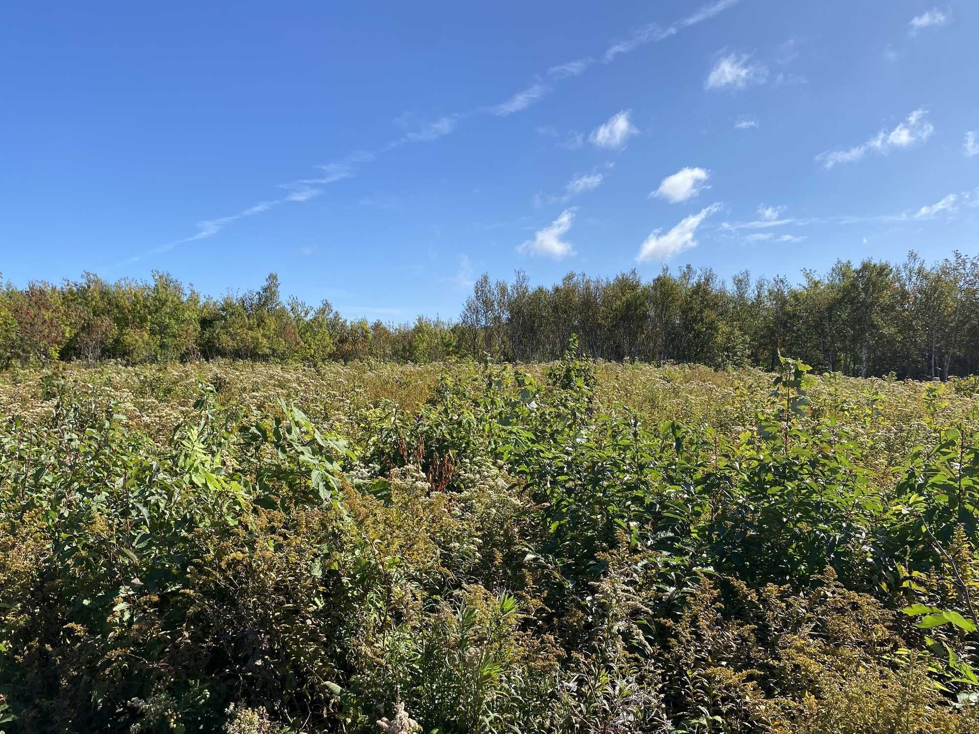 Beautiful views of the Northumberland Strait! 3