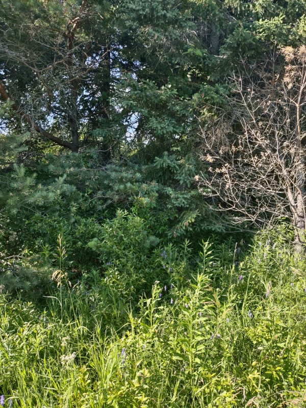 Private 7 acre lot Norwood 2