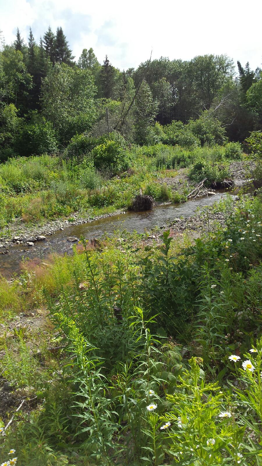Argosy Rd., Grand Falls 5