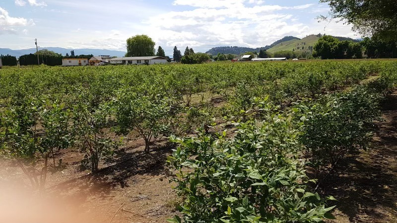 Blueberry Farm and Fruit Stand In Rutland! 4