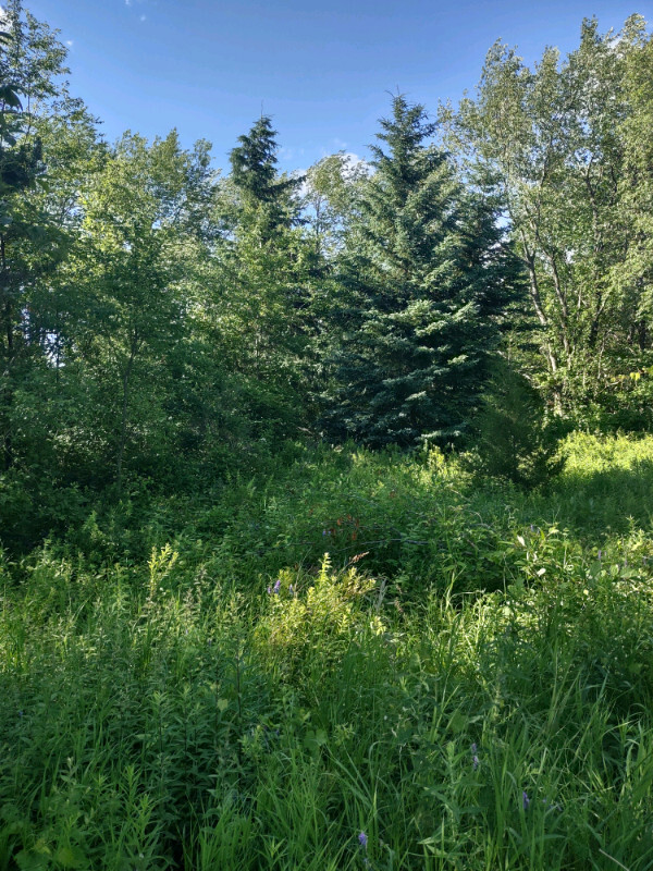 Private 7 acre lot Norwood 3