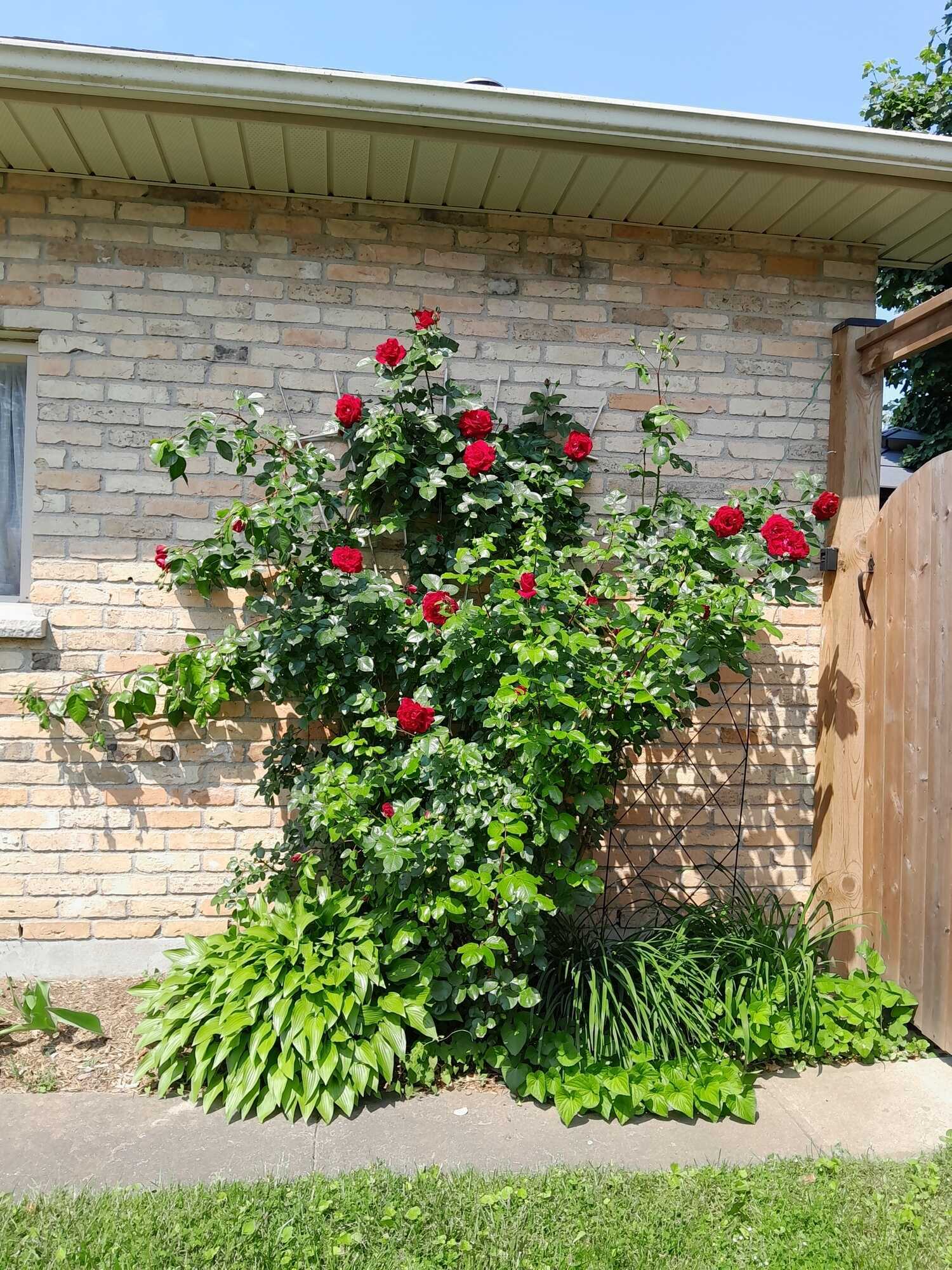Charming 4 Bedroom, 2 Bathroom Brick Bungalow on a Large, Beautifully Landscaped Property in the Town of Dorchester! 4