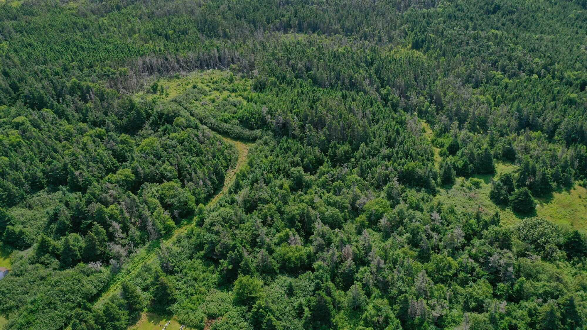 Stunning 88 acres of forested land with breathtaking ocean views...Build your dream home here! 5