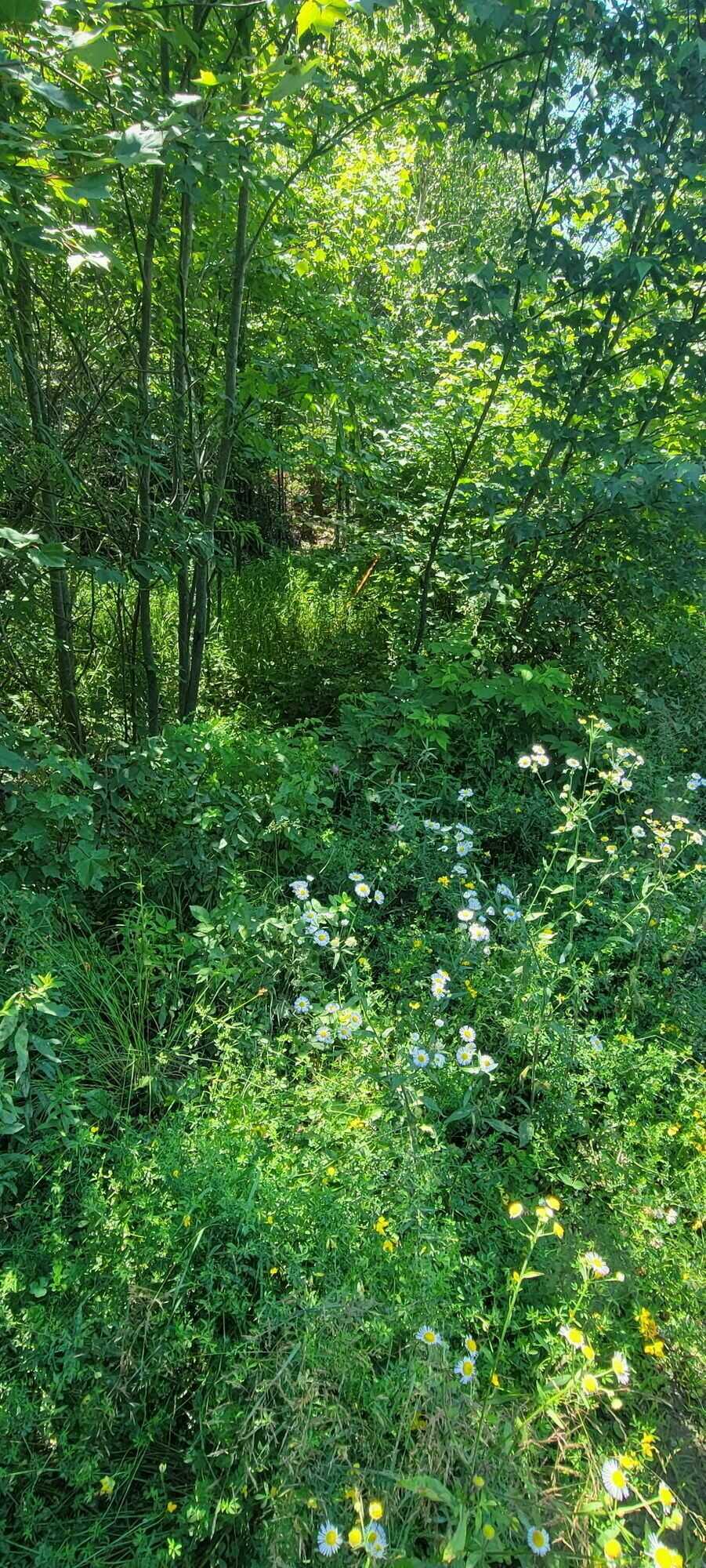 8.9 Acres of Peace and Tranquility in Cottage Country 3