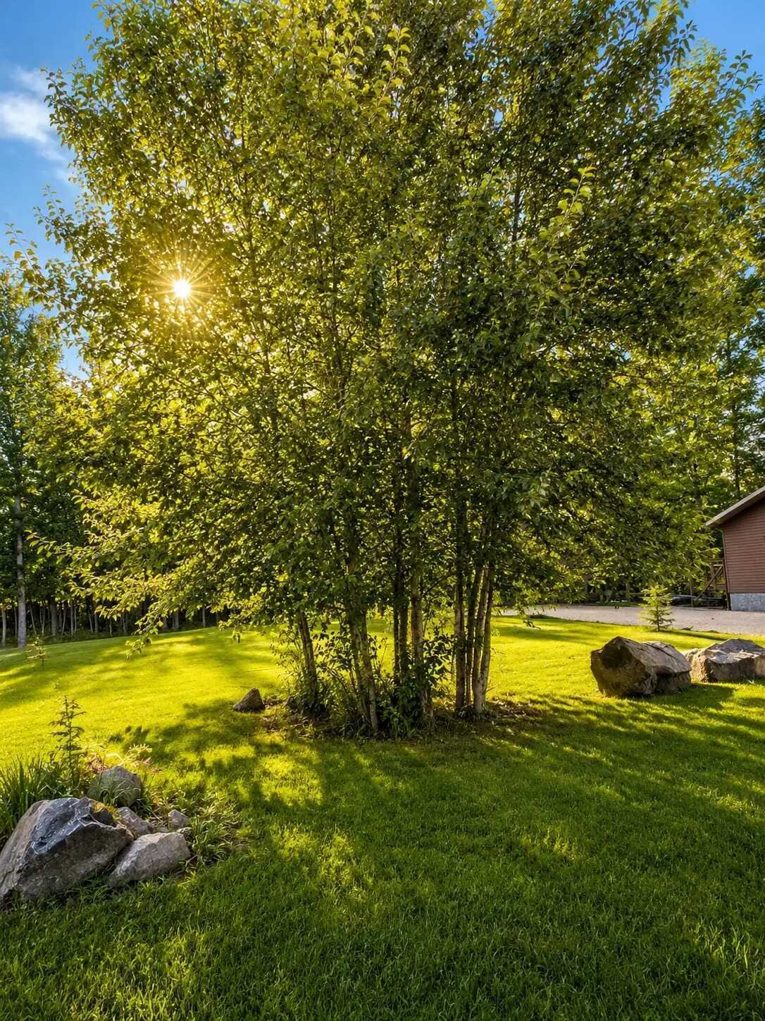 61’ × 120’ Treed Building Lot 2