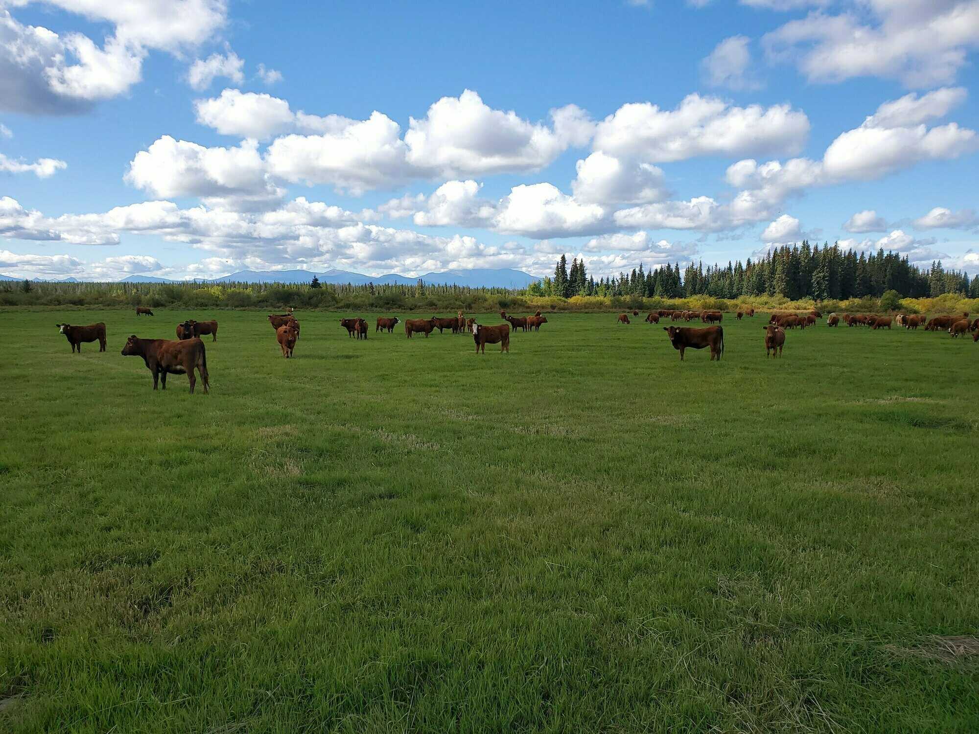 Working Cattle Ranch for Sale 2