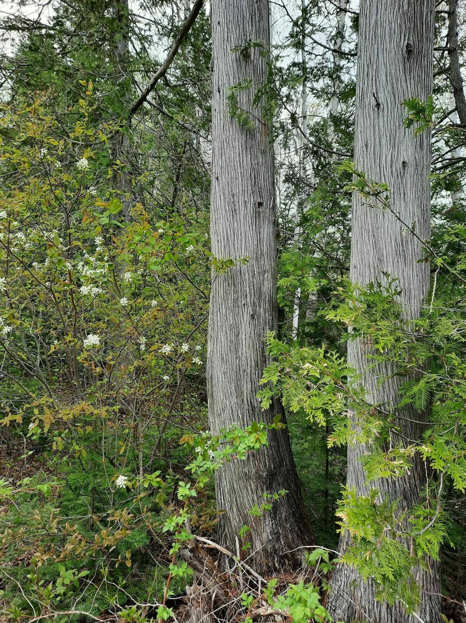Chemin Village, Rogersville 2