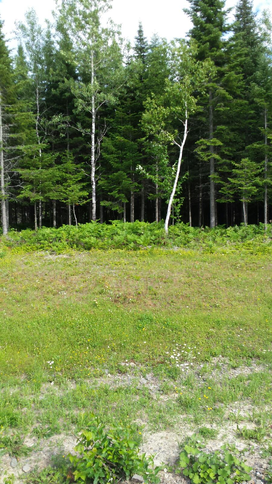 Argosy Rd., Grand Falls 4