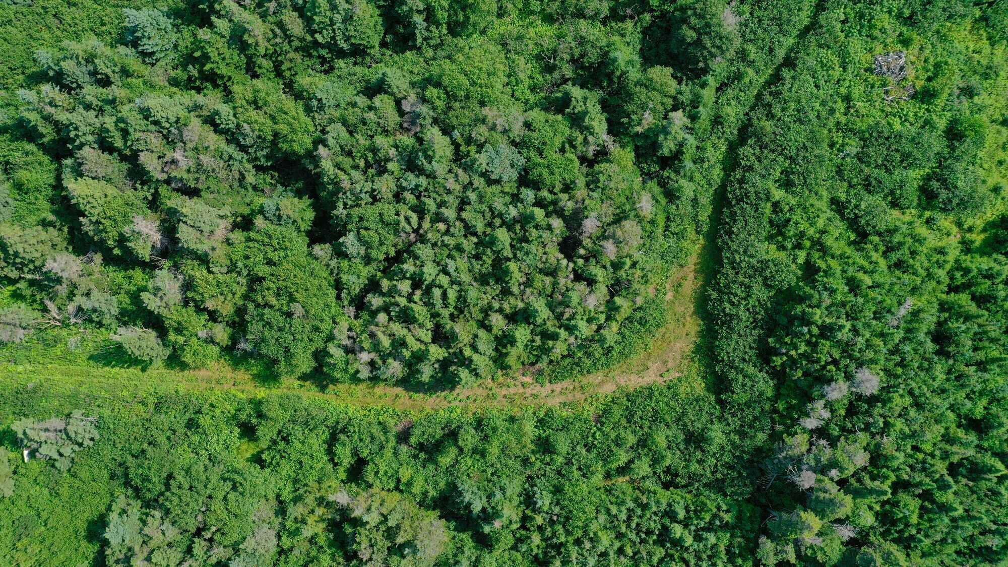Stunning 88 acres of forested land with breathtaking ocean views...Build your dream home here! 4