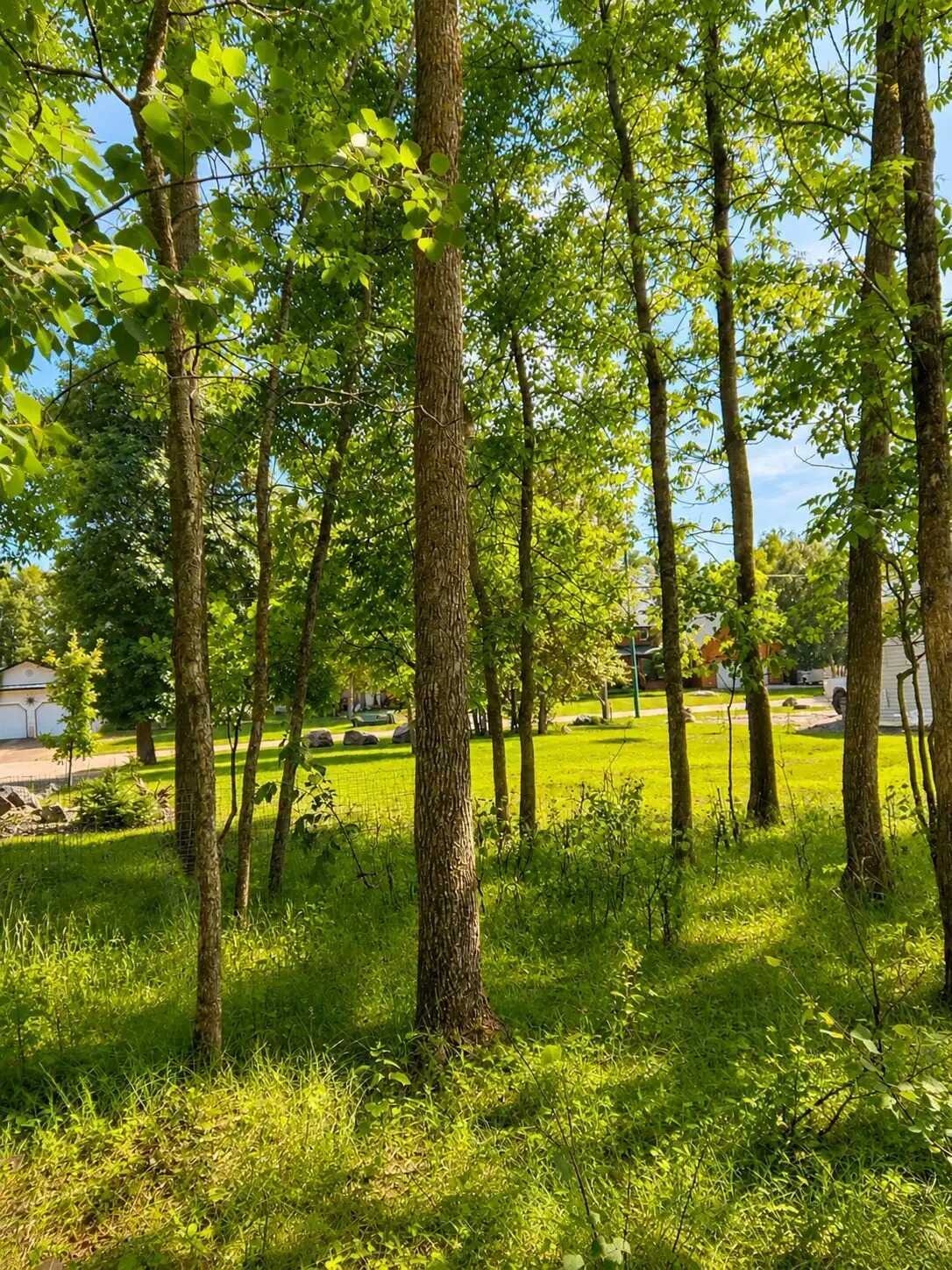 61’ × 120’ Treed Building Lot 3