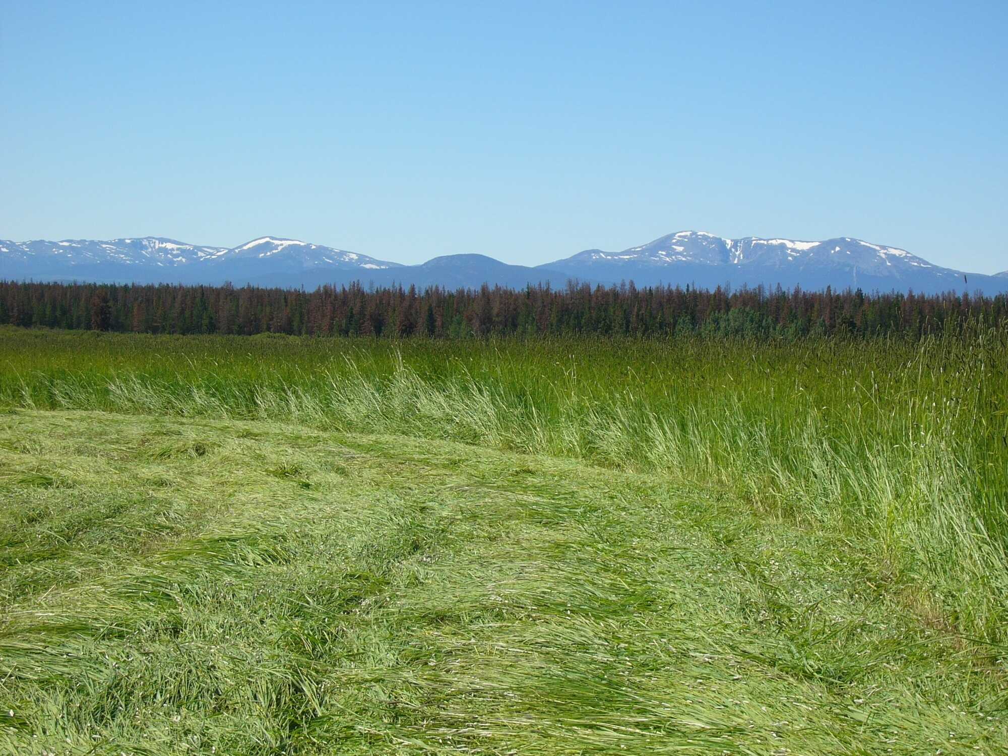 Working Cattle Ranch for Sale 4