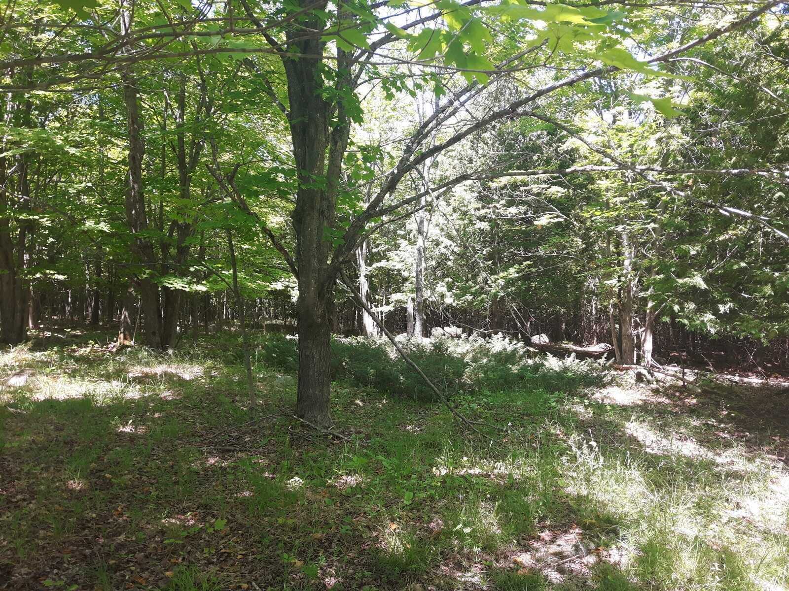 13 Acres of Waterfront on Beautiful Lake Manitou 4