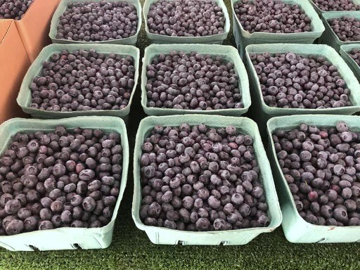 Blueberry Farm and Fruit Stand In Rutland! 2