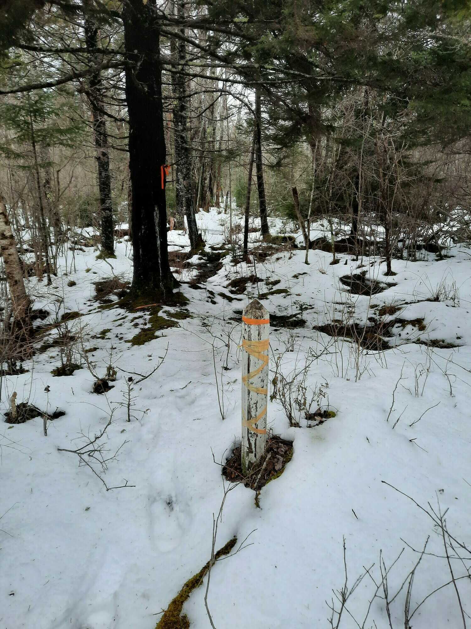 Old farm property with great potential! 5