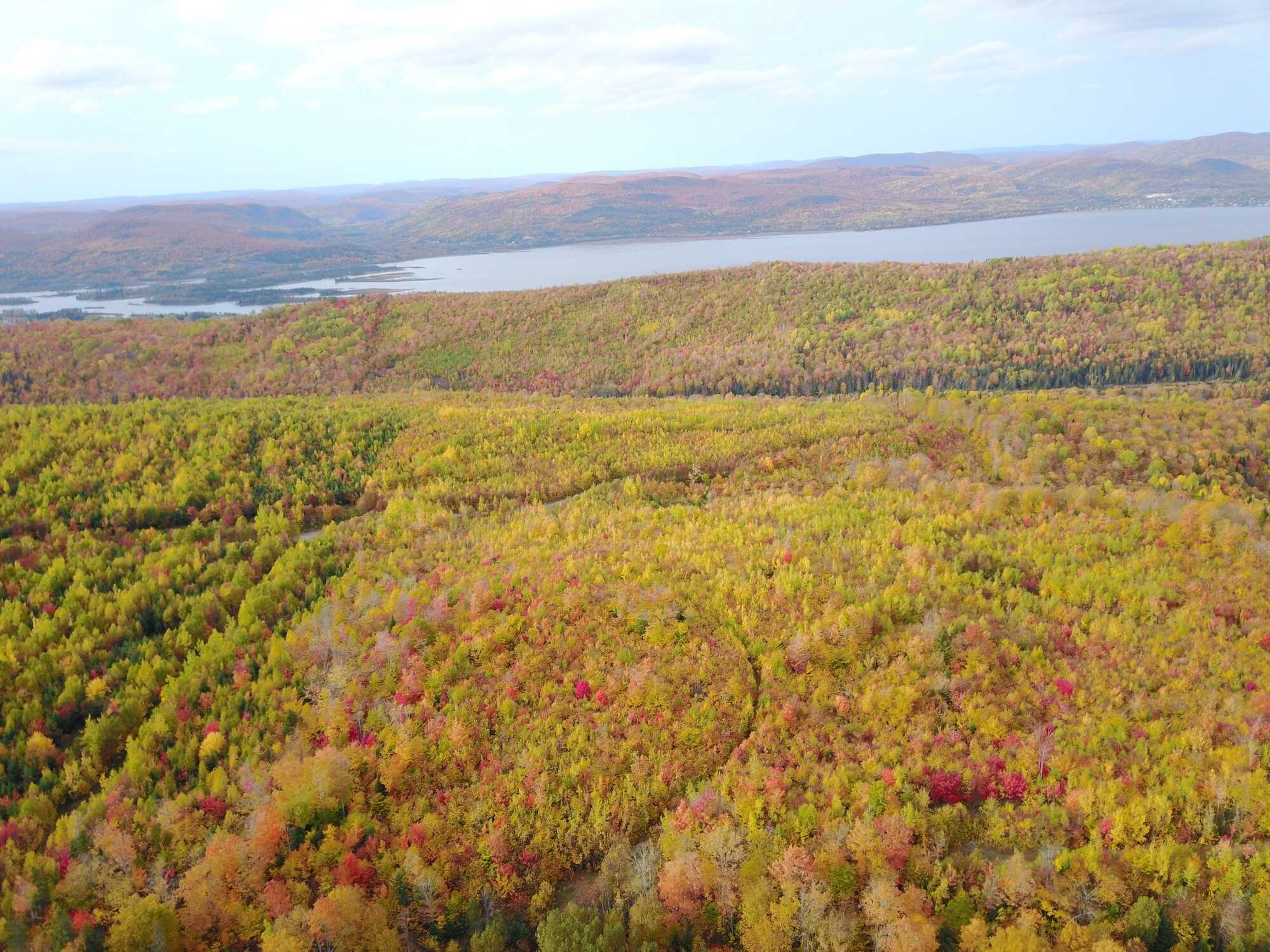 Forest Mountain Land for Sale 5