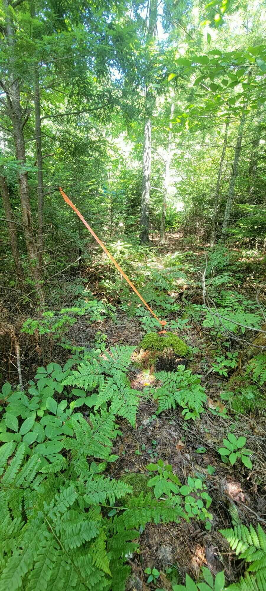 8.9 Acres of Peace and Tranquility in Cottage Country 4