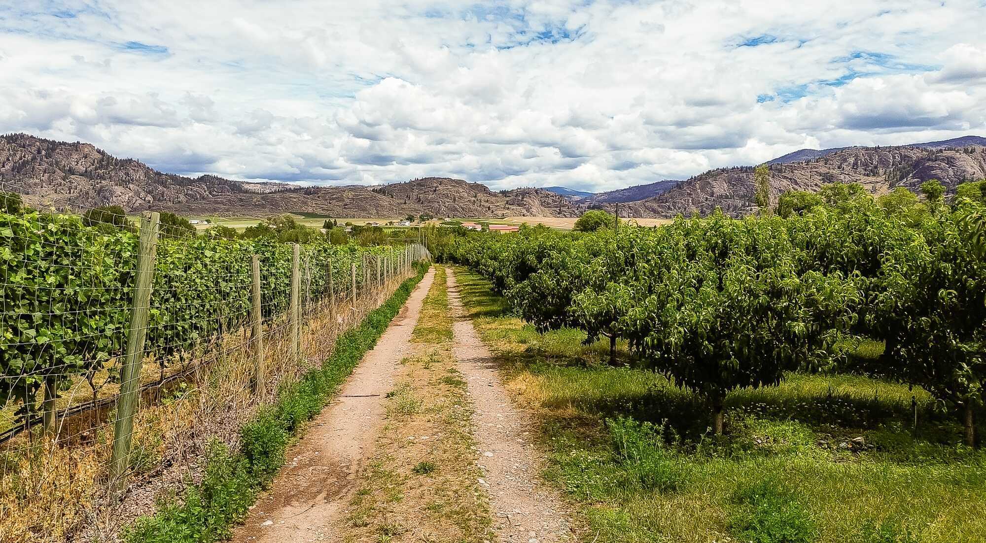 Oliver BC Acreage for Sale | Nearly 5 Acres of Untouched Okanagan Land 4