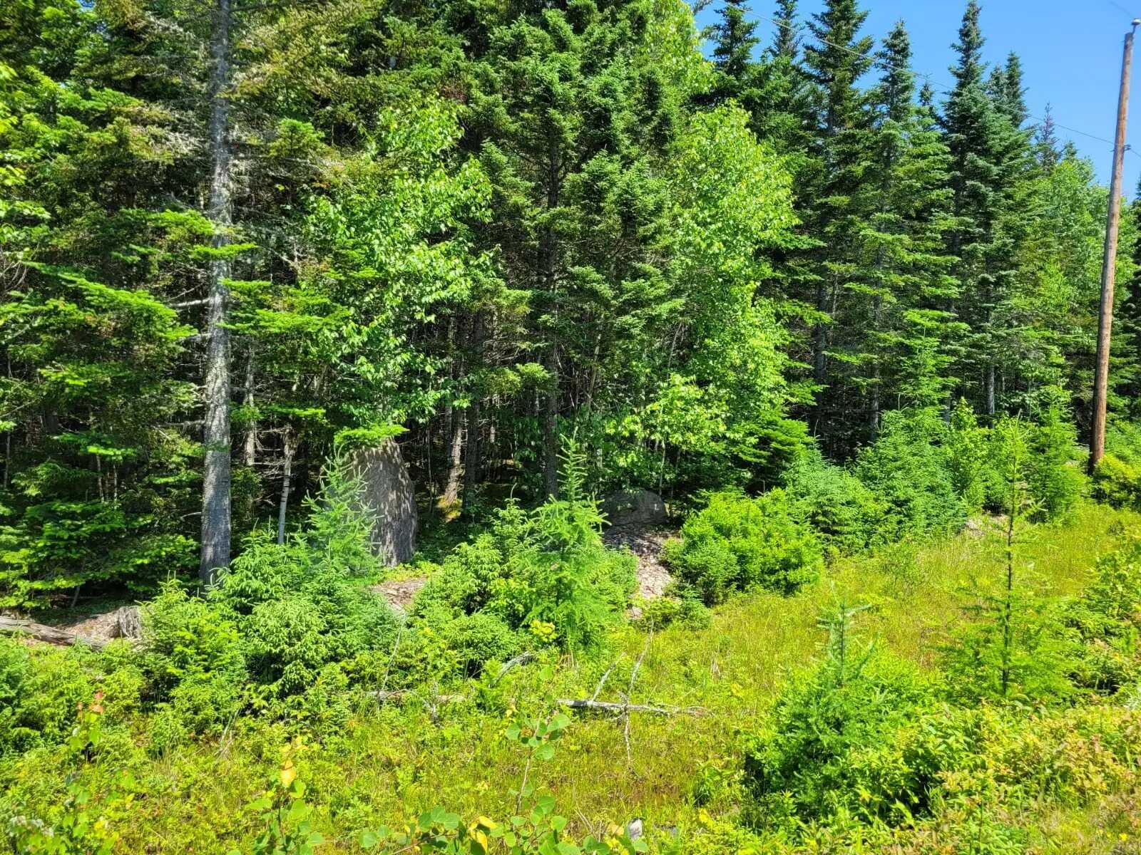 2.5 Acre Building Lot near Evanston 3