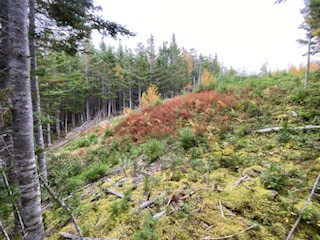 Beautiful land, 15 meter lakefront on Bras d'or Cape Breton 5